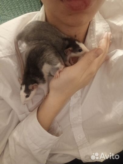 Крыса дамбо