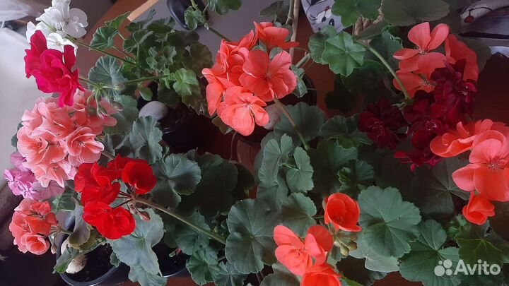 Комнатные цветы, ассорти