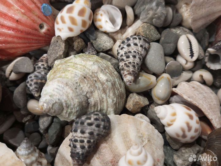 Ракушки морские, камни, природный декор