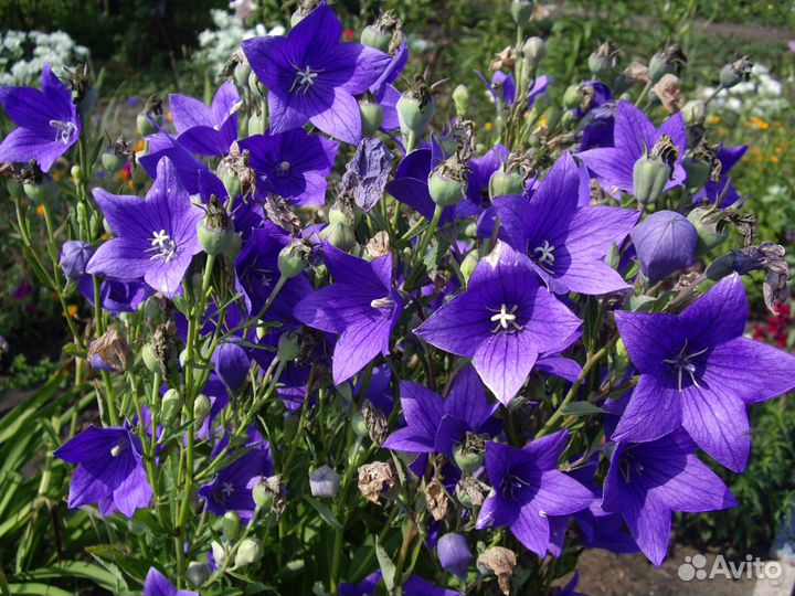 Садовые многолетники