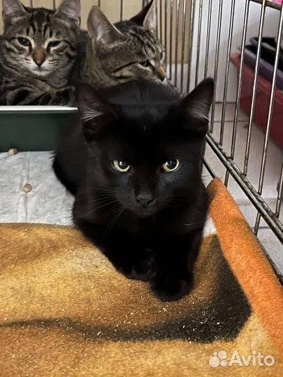 Кошка в дар бесплатно