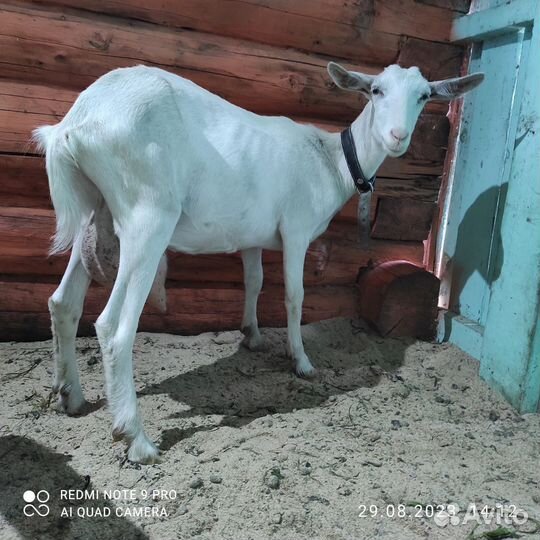 Зааненская коза