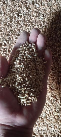 Яровая пшеница