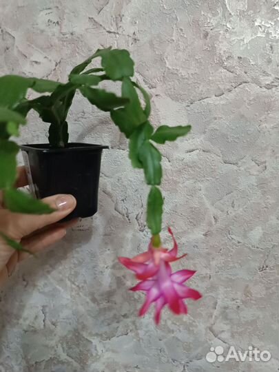 Декабрист шлюмбергера Бакли