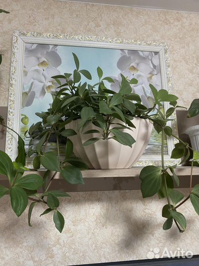 Вьюн в горшке