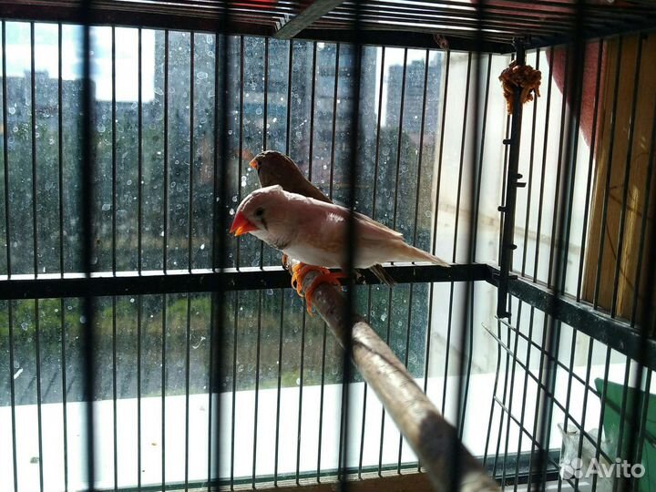 Зебровые амадины