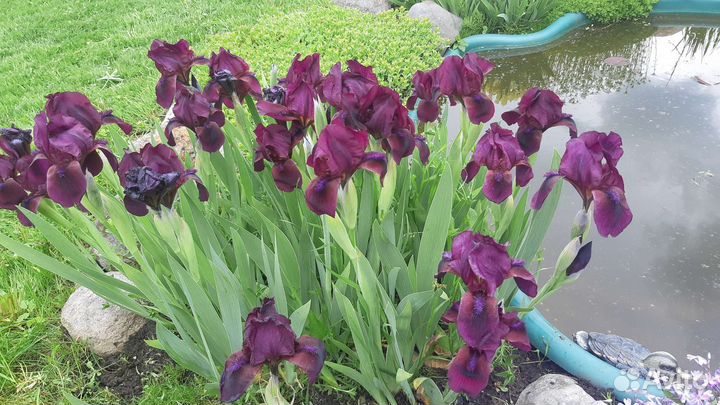 Ирисы карликовые