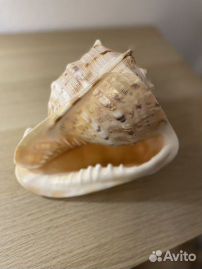 Ракушка большая морская