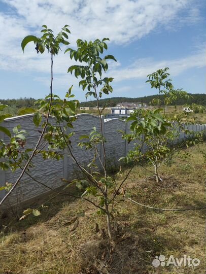 Плодовые деревья