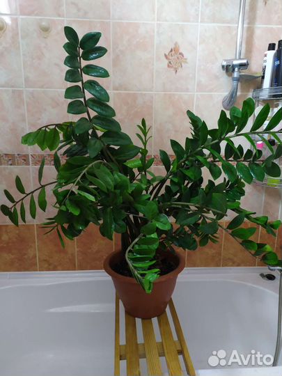 Замиокулькас большой