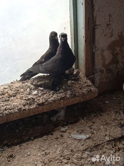 Бакинские голуби