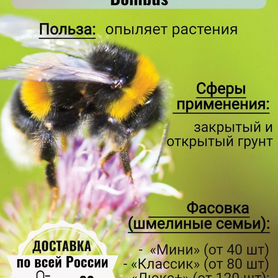 Экс-судья не возмещает пострадавшим нанесенный ущерб - | KG