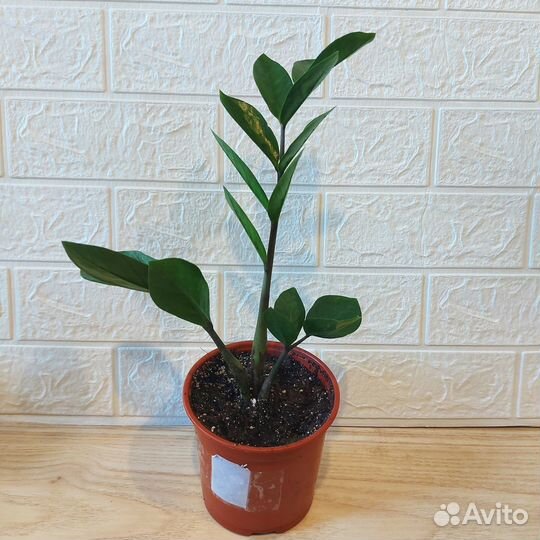 Замиокулькас