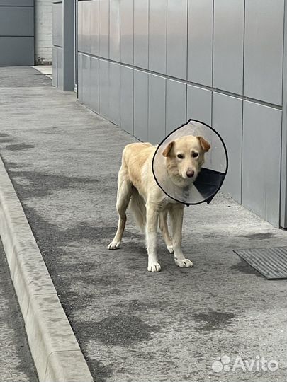 Собака в добрые руки