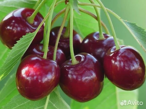 Саженцы Черешни