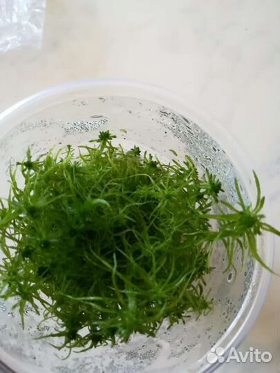 Мох сфагнум живой