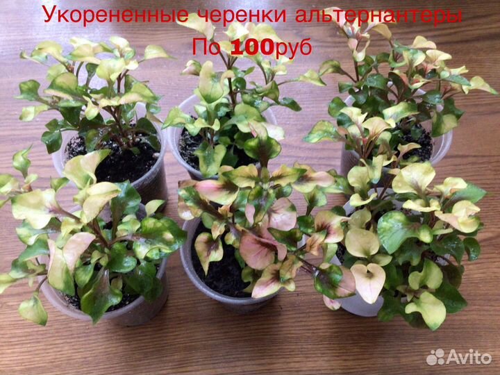 Комнатные растения