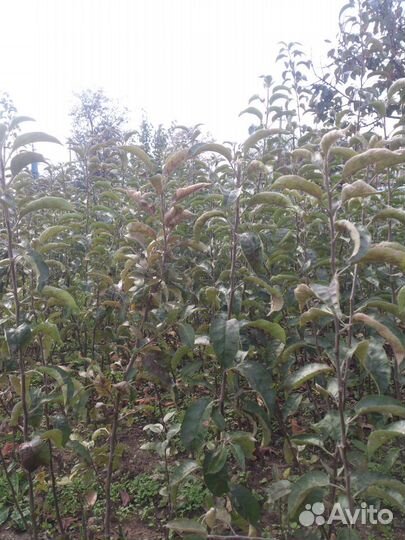 Саженцы плодовых деревьев