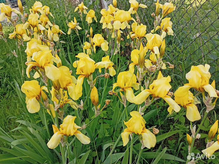 Ирисы сортовые