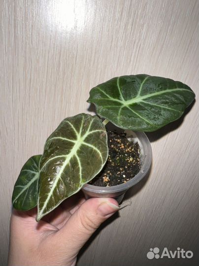 Алоказия Блэк Вельвет вар, белая принцесса