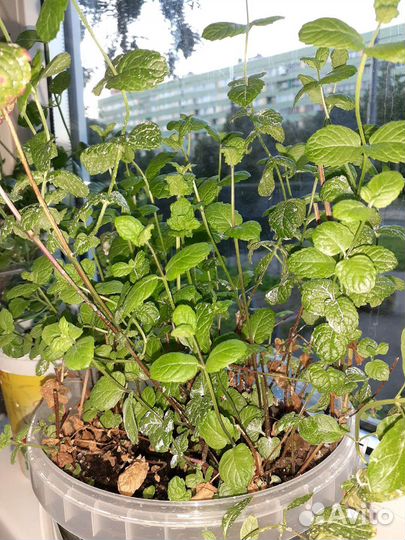 Мята разных вкусов/сортов