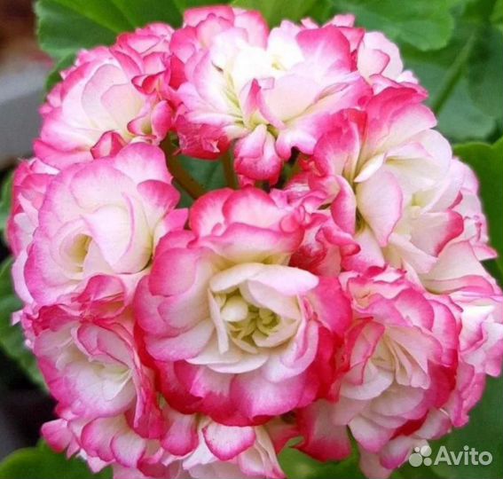 Пеларгония герань сортовая