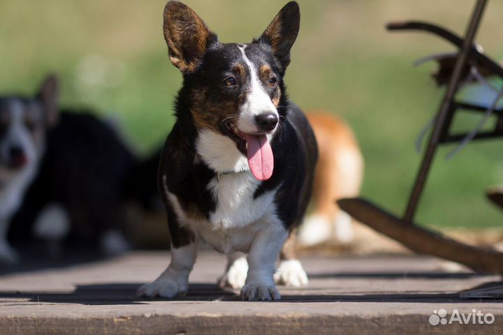 Щенки вельш корги кардиган