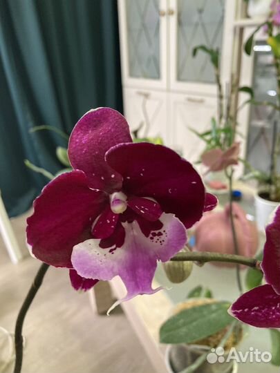 Орхидея фаленопсис Hot Kiss