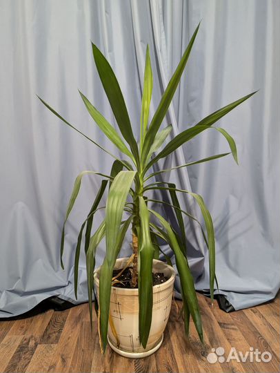 Пальма драцена