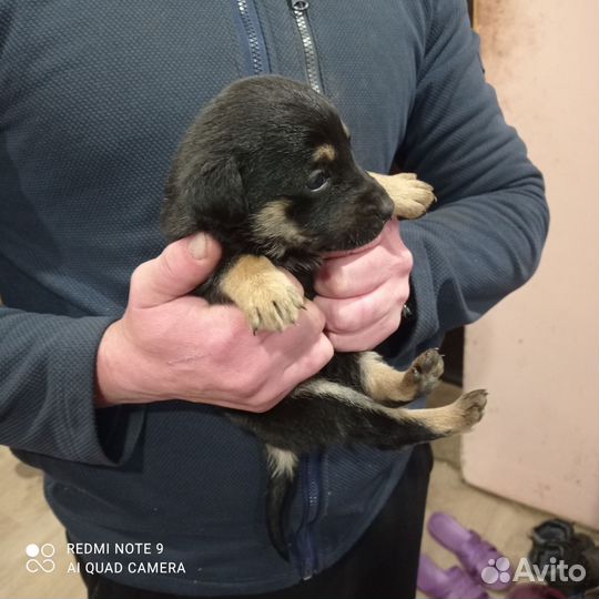Отдам щенков в добрые руки