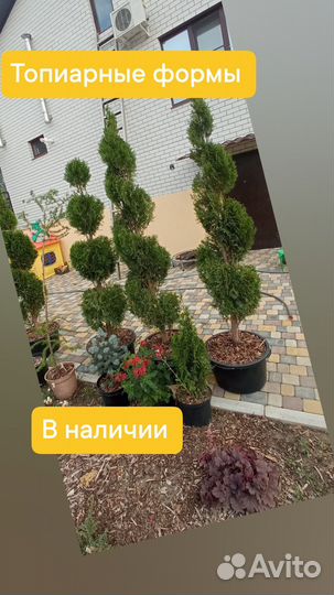 Туи спирали