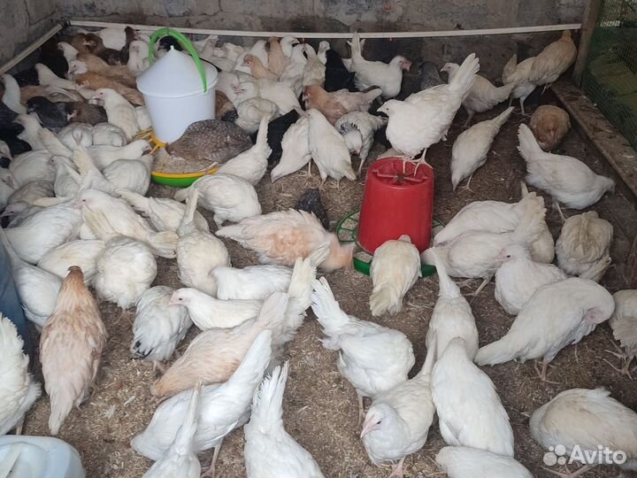 Куры Молодка Утята Гусята Бройлер