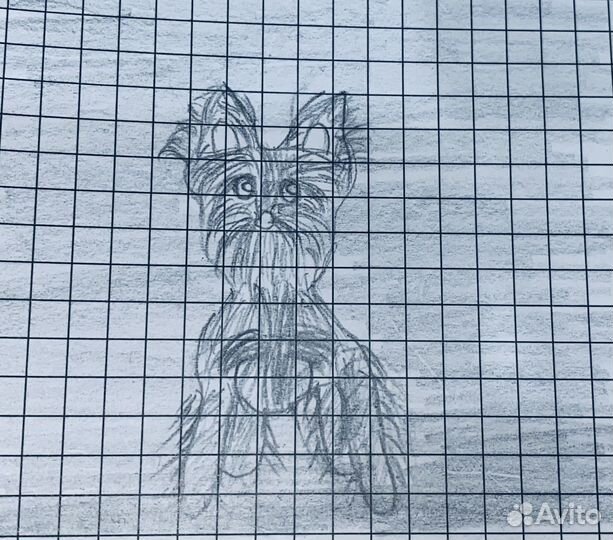 Рисую ваших питомцев по фото