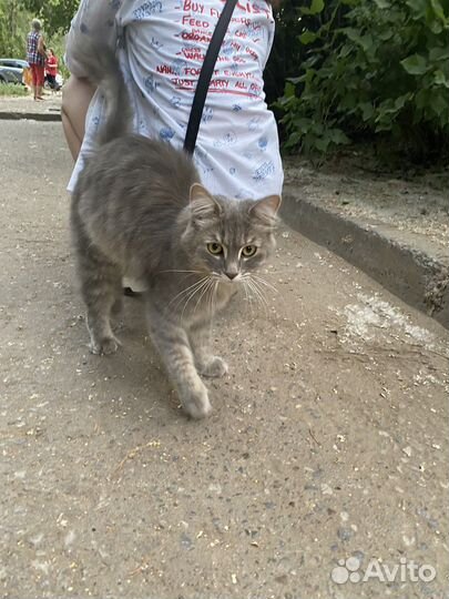 Кошка в дар