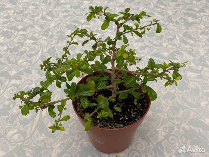 Бонсай кармона