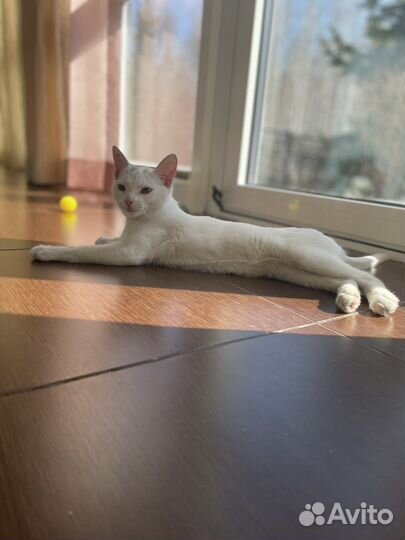 Кошка в дар