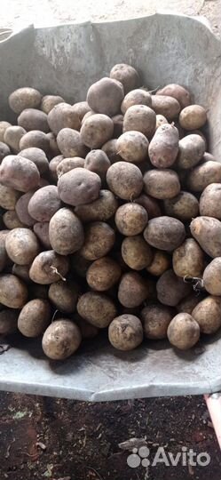 Продам картофель