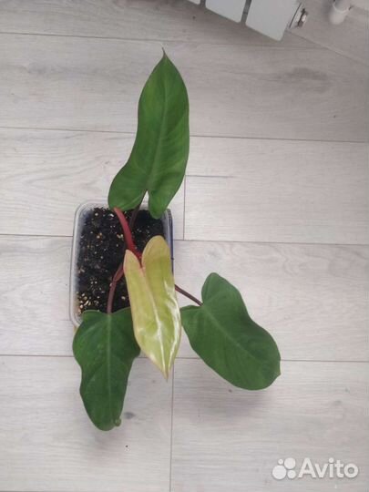 Филодендрон