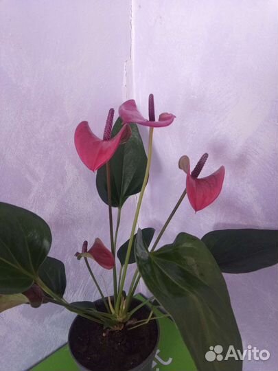 Антуриум т.бордовый,Нолина,строманта Талия