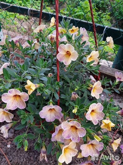 Вегетативная калибрахоа