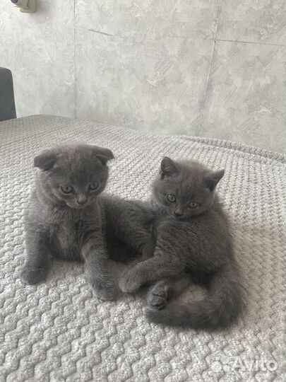 Британские котята