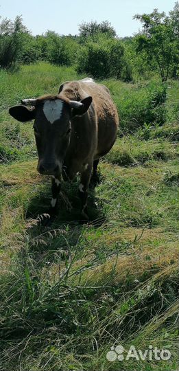 Корова дойная