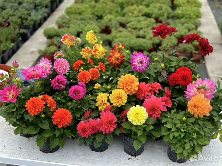 Низкорослые георгины, многолетник