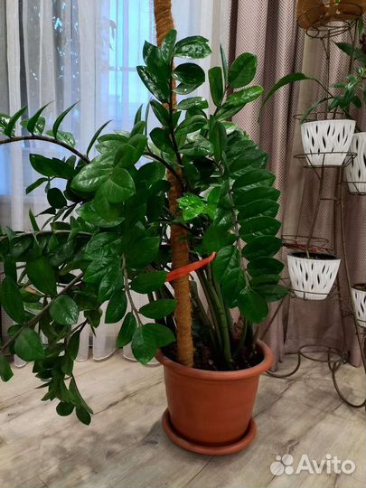 Замиокулькас