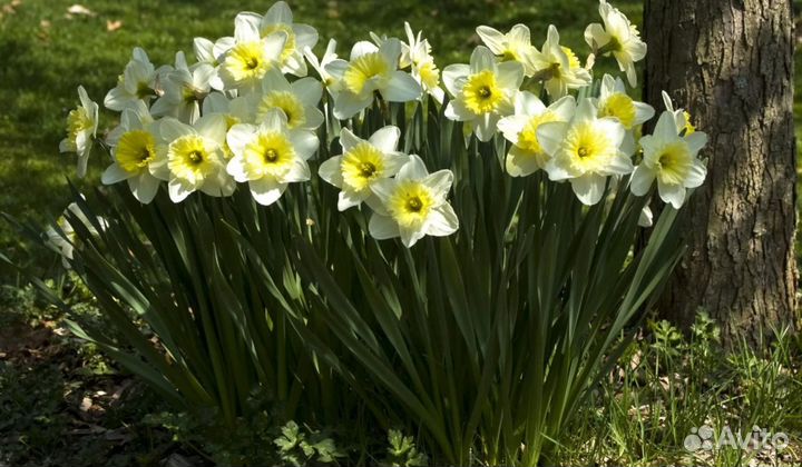 Луковицы нарциссов