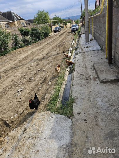 Куры и петухи