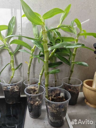 Орхидея Дендробиум нобиле белый. Есть много разных