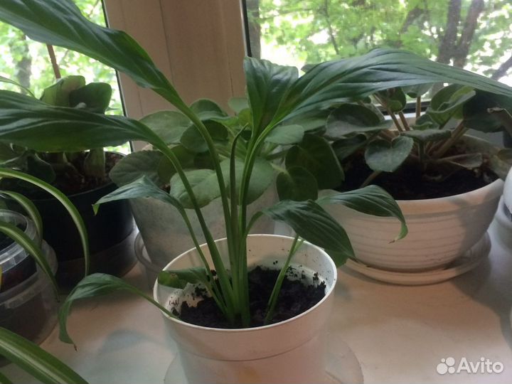 Спатифилум