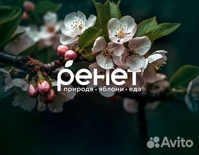 Пиццамейкер (Пиццайоло)