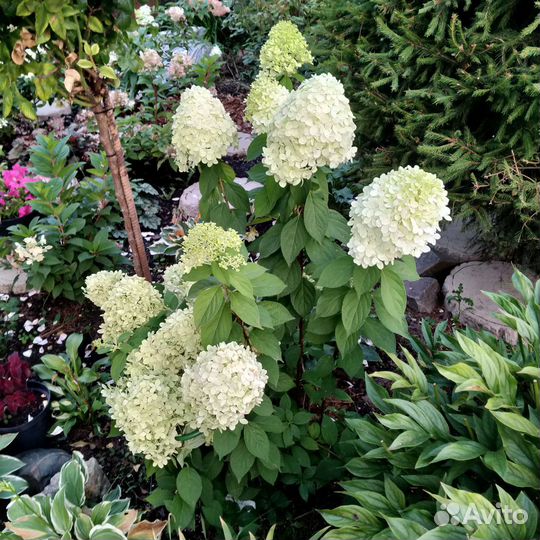 Гортензия метельчатая